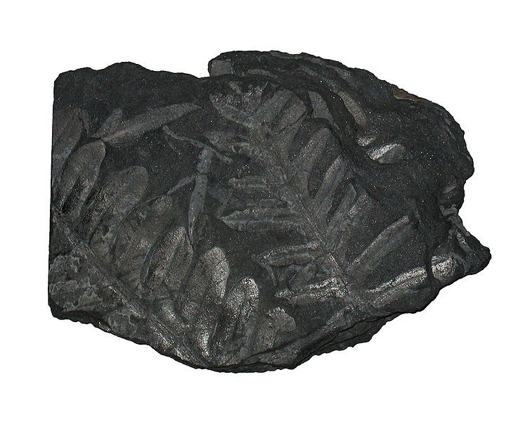 File:Fern fossil.jpg