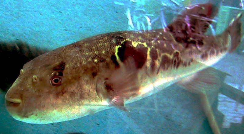 File:Fugu in Tank.jpg