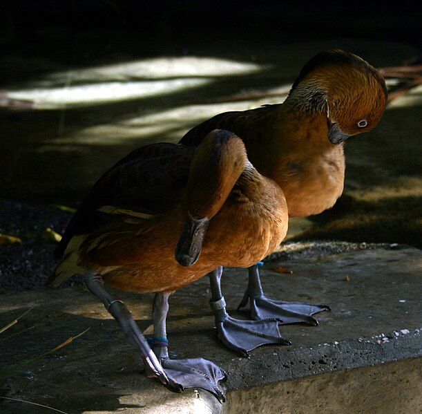 File:Fulvous-whistling-ducks-florida-aquarium.jpg