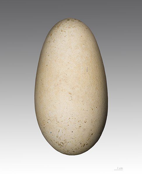 File:Grand Albatros MHNT.jpg