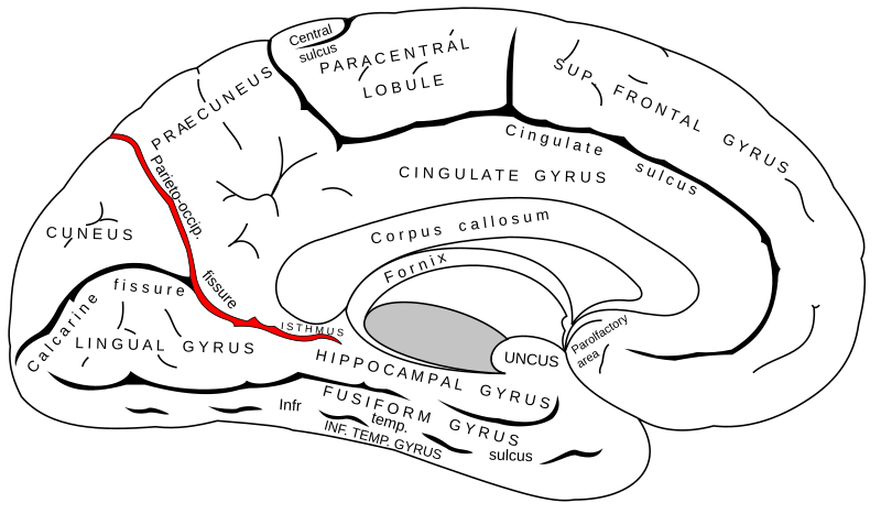 File:Gray727 parieto-occipital fissure.svg