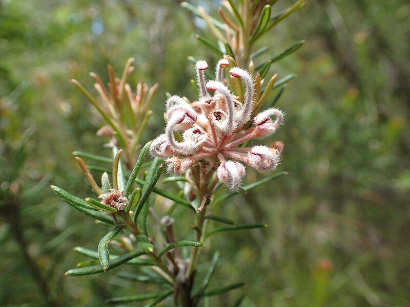 File:Grevillea acerata.jpg