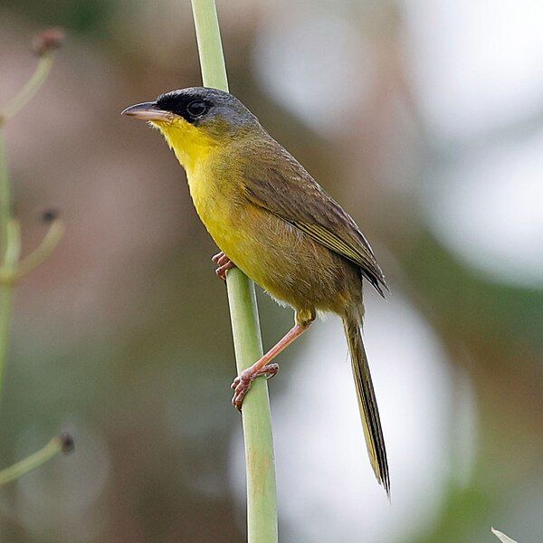 File:Grey-crowned Yellowthroat.jpg