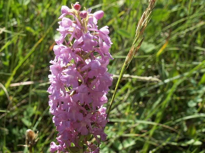 File:Gymnadenia conopsea3.jpg