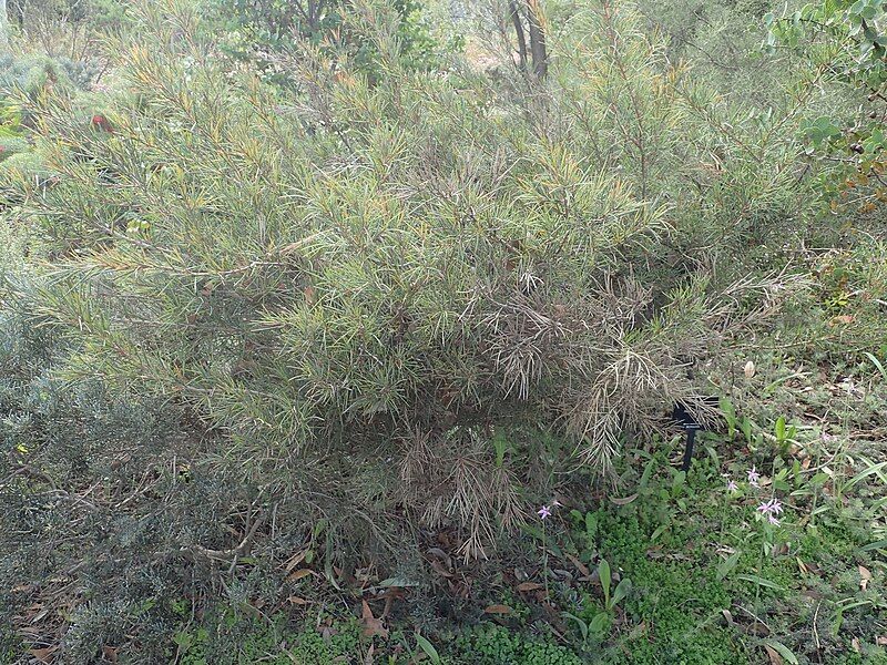 File:Hakea strumosa habit.jpg