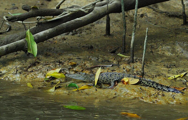 File:Hatchling saltwater crocodile.jpg