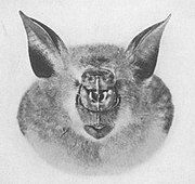 Drawing of bat head