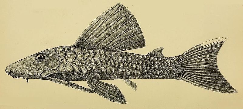 File:Hypostomus margaritifer.jpg