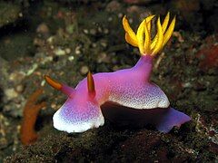 Hypselodoris apolegma