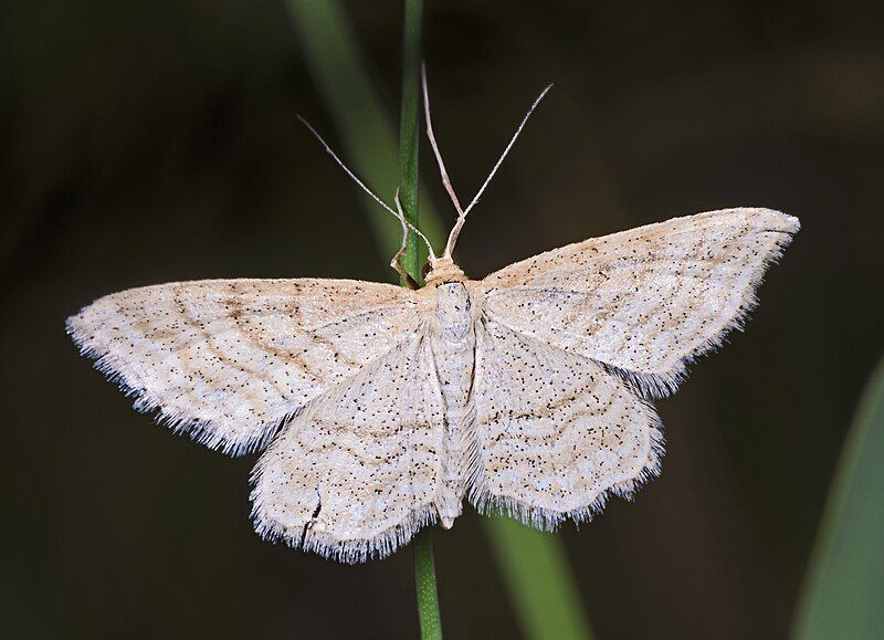 File:Idaea macilentaria MHNT.jpg