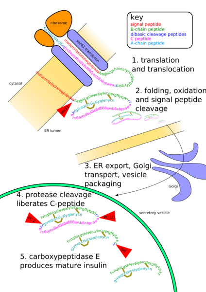 File:Insulinpath.png