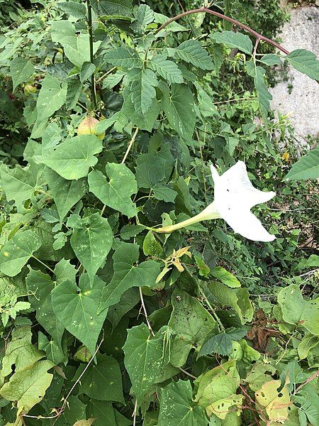 File:Ipomoea tastensis.jpg