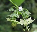 Inflorescence of Jaltomata procumbens, showing the protogyny of the species: Left flower is pistillate (anthers undehsiced), right flower is hermaphroditic. Units are mm. Accession 401 from Chiapas, Mexico grown for study in Connecticut.