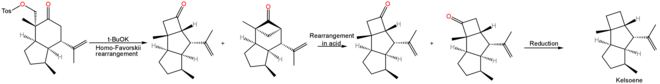 Kelsoene synthesis with homo-Favorskii key step