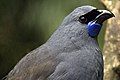 North Island kōkako, Callaeas wilsoni