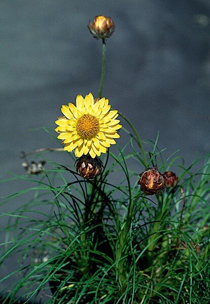 File:Leucochrysum graminifolium.jpg