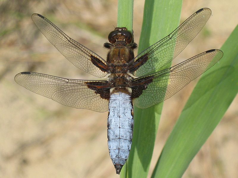 File:Libellula depressa.jpg