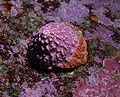 Pomaulax gibberosus, the shell encrusted with the red coralline alga Lithothamnion