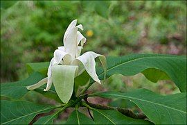 Magnolia tripetala photographed at Walnut Creek at the Charlton Recreation Area, Ouachita National Forest, Garland County, Arkansas taken 2018