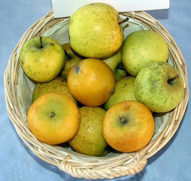 File:Malus-Ananasrenette.jpg