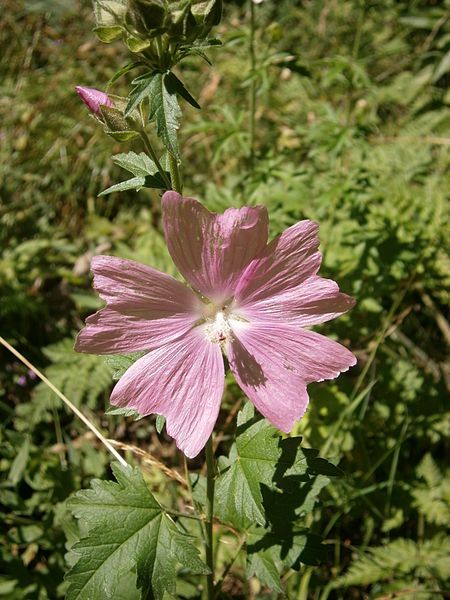 File:Malva alcea 002.jpg