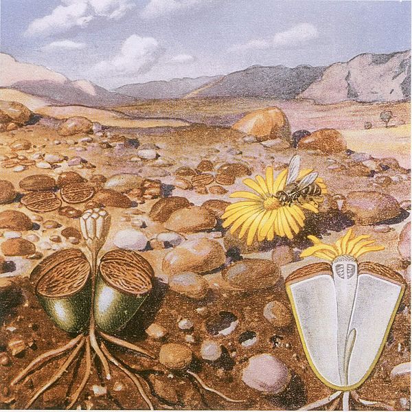 File:Marloth-Lithops-drawing.jpg