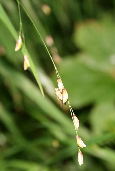 File:Melica-uniflora-fruits.jpg