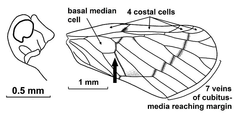 File:Muiralevu africanus.jpg