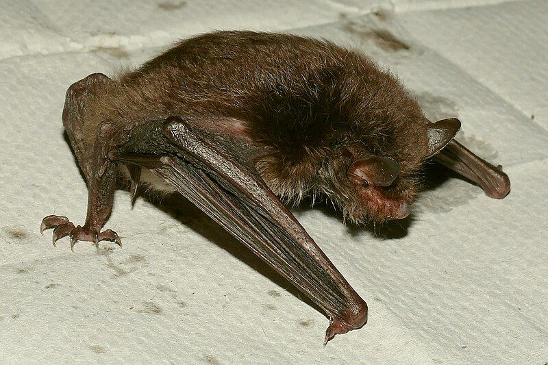 File:Myotis-P1040975.jpg