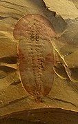 Fossil of Misszhouia longicaudata