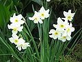 Narcissus ×medioluteus