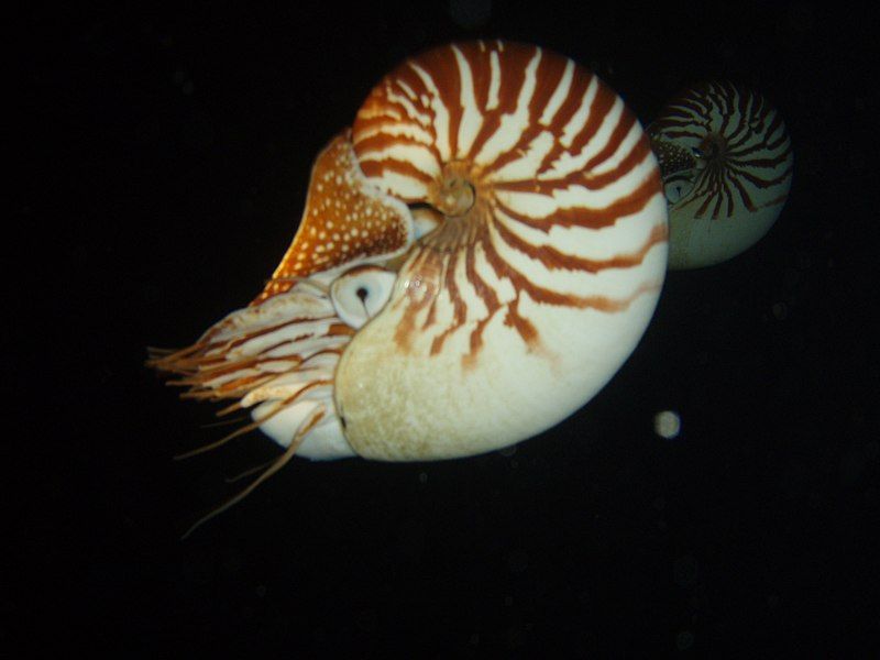 File:Nautilus macromphalus couple.jpg