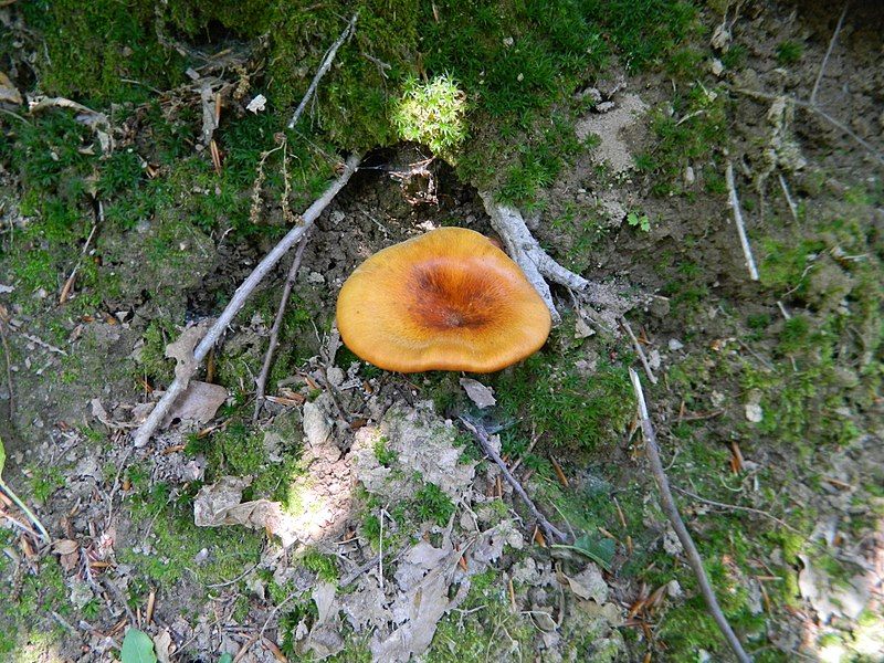 File:Omphalotus olearius 1.jpg