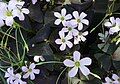 Oxalis triangularis