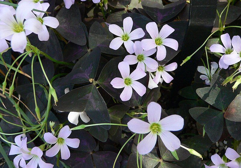 File:Oxalis triangularis 1.jpg