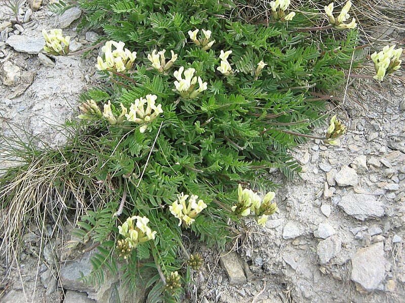 File:Oxytropis campestris01.jpg