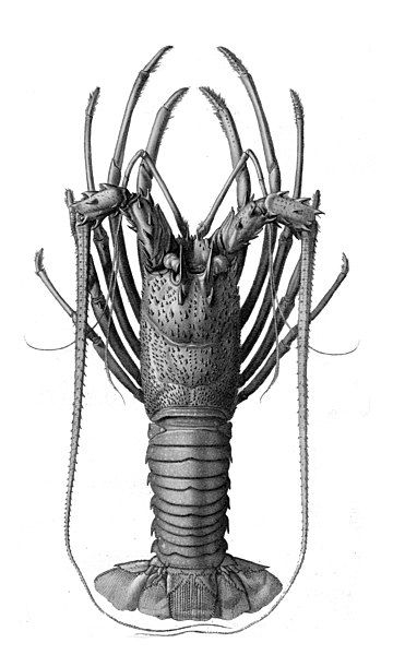 File:Panulirus longipes.jpg