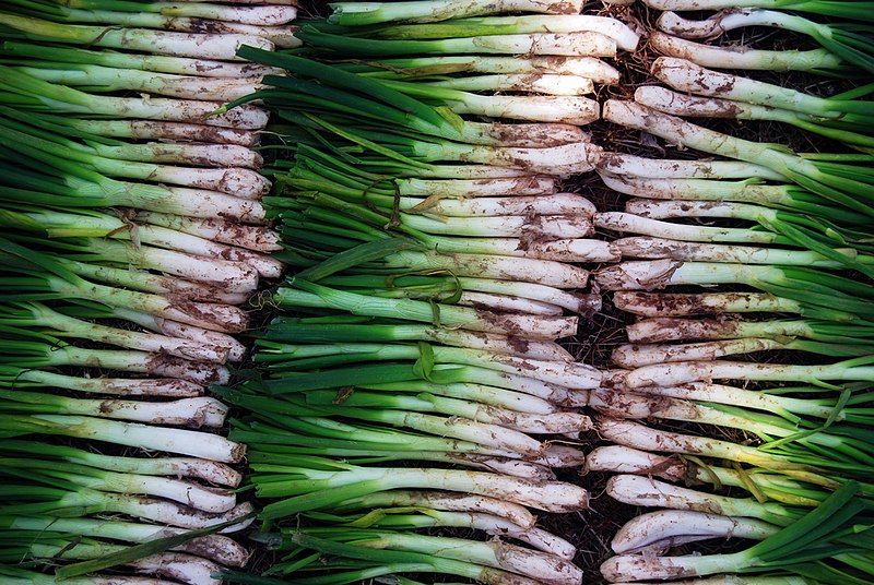 File:Paret de calçots.jpg