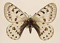 Parnassius tenedius