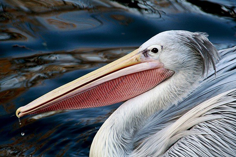 File:Pelican-pink-backed.jpg