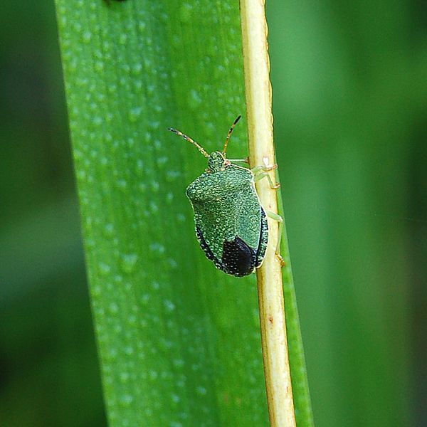 File:Pentatomidae Luc Viatour.jpg