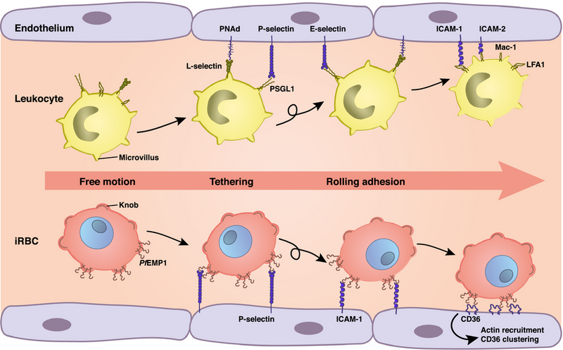 File:PfEMP cytoadhesion.png