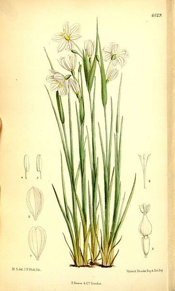 File:Plantillustrations4336.jpg