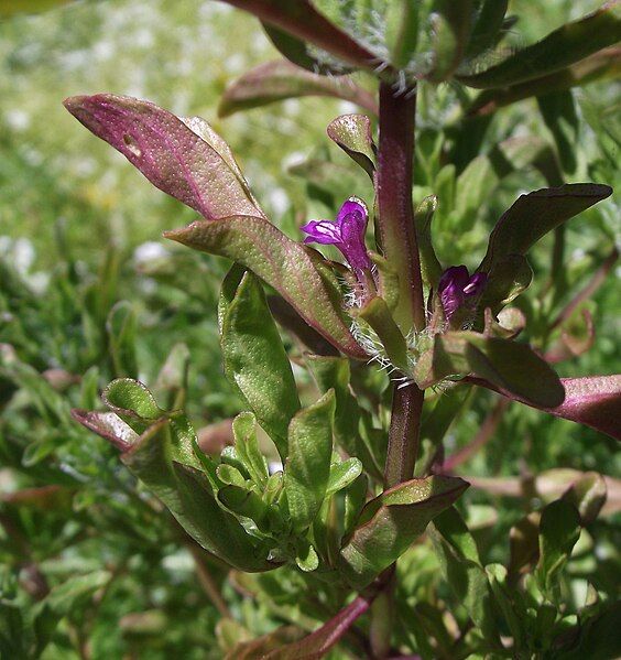 File:Pogogynedouglasii.jpg