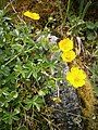 Potentilla crantzii