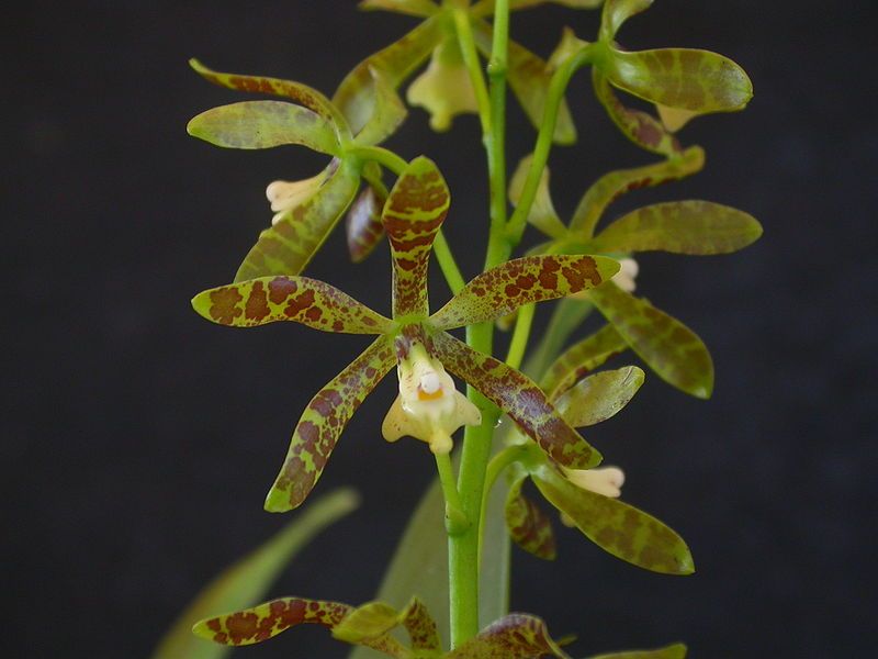 File:Prosthechea magnispatha.jpg