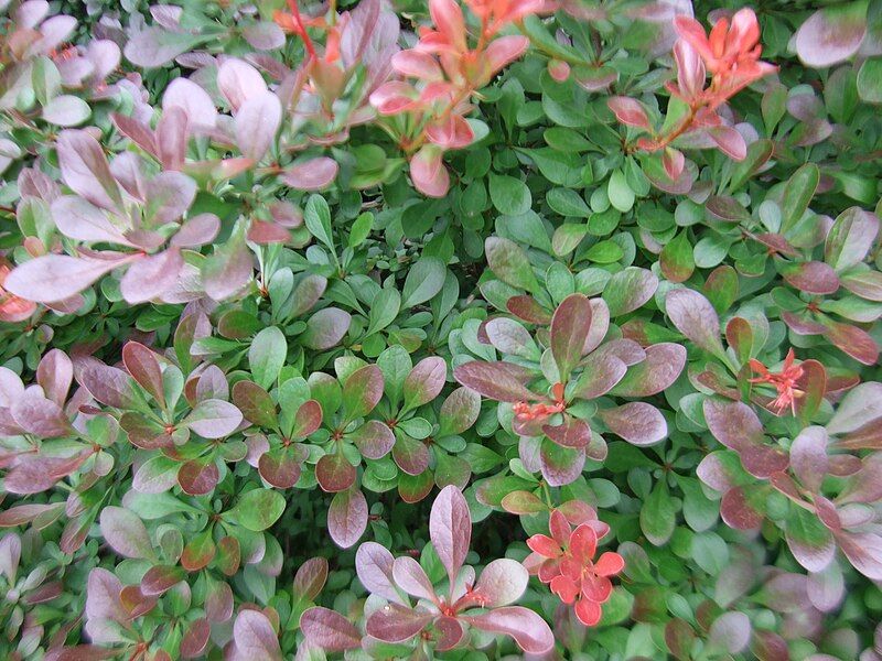 File:Pygmy Crimson Barberry.jpg