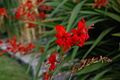 A red flower