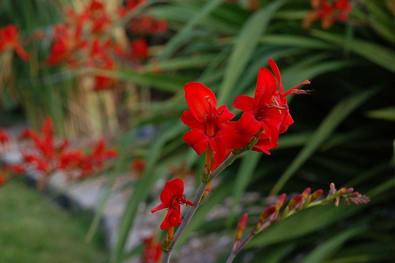 File:Red Flower.JPG