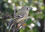 A small greenish-gray bird with a prominent eye-ring perches on a branch.